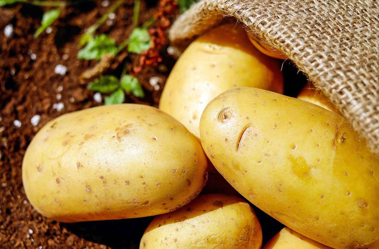 Electric vs. Manual Vegetable Choppers: Which One Is Right for You? 2 Benefits of Electric Vegetable Choppers
