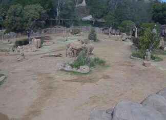 Elephants Create Protective Circle During San Diego Zoo Earthquake elephants-create-protective-circle-during-san-diego-zoo-earthquake