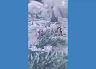 Elephants Protect Young During California Earthquake elephants-protect-young-during-california-earthquake