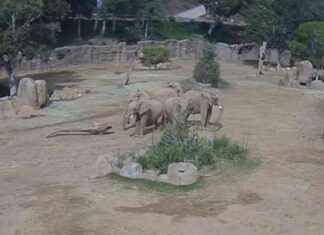 Elephants Protecting Calves During San Diego Safari Park Earthquake elephants-protecting-calves-during-san-diego-safari-park-earthquake