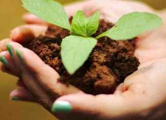 Empowering Rural Women Through Soil Health Improvement in Rajasthan empowering-rural-women-through-soil-health-mprovement-in-rajasthan