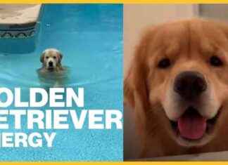 Energetic Golden Retriever Video: Boundless Energy Escalates energetic-golden-retriever-video-boundless-energy-escalates