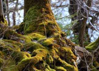 Enhancing Detoxification with Burdock Root Enhancing Detoxification with Burdock Root