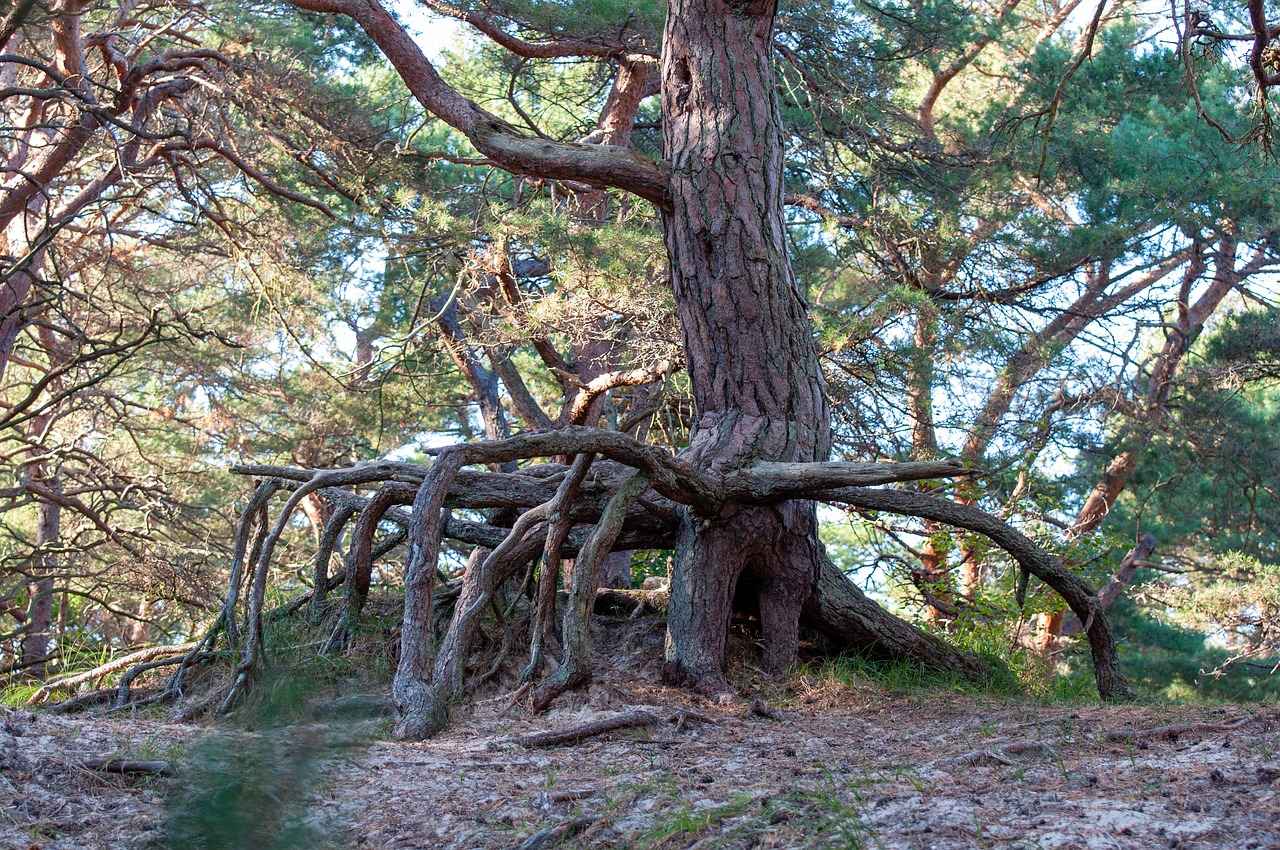 What is Burdock Root?