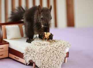 Everything You Need to Know About Bed Ke Design and Trends Everything You Need to Know About Bed Ke Design and Trends