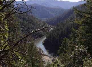 Expanding U.S. Timber Production in California’s National Forests expanding-us-timber-production-in-californias-national-forests
