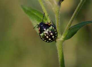 Expert Tips on Choosing the Perfect Farnichar Bed Design Expert Tips on Choosing the Perfect Farnichar Bed Design