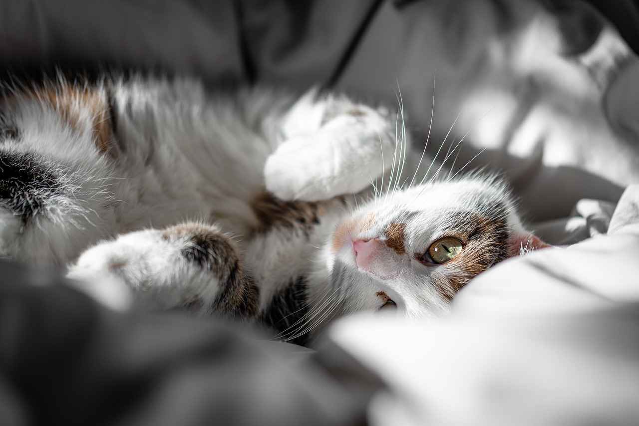 Expert Tips on Choosing the Perfect Farnichar Bed Design 3 Choosing the Right Size for Your Farnichar Bed