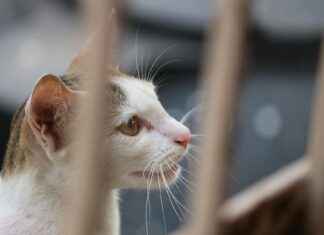 Exploring Little India: A Cultural Tour of New York’s Jackson Heights Exploring Little India: A Cultural Tour of New York’s Jackson Heights