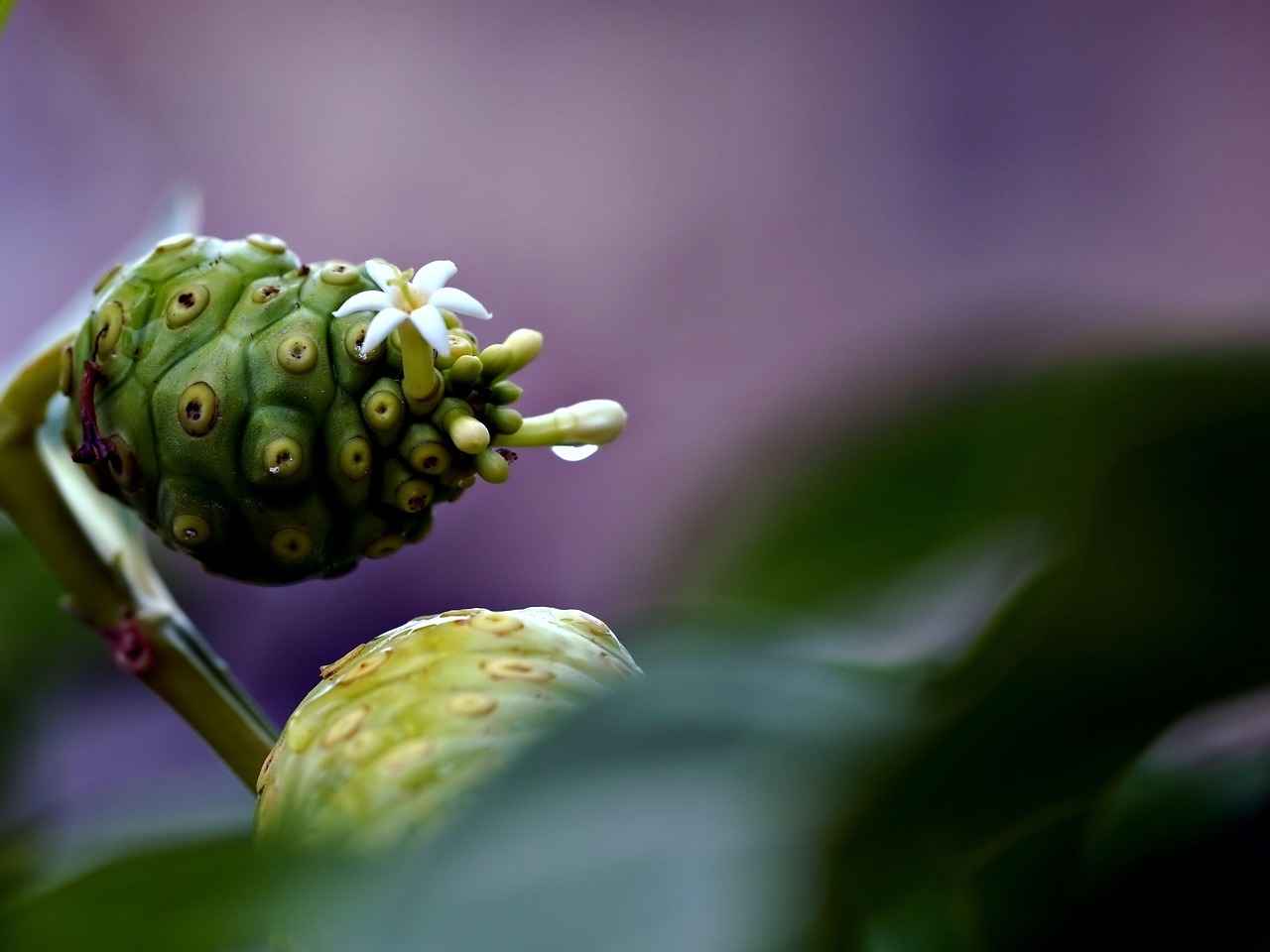 Health Benefits of White Mulberry Leaf Extract