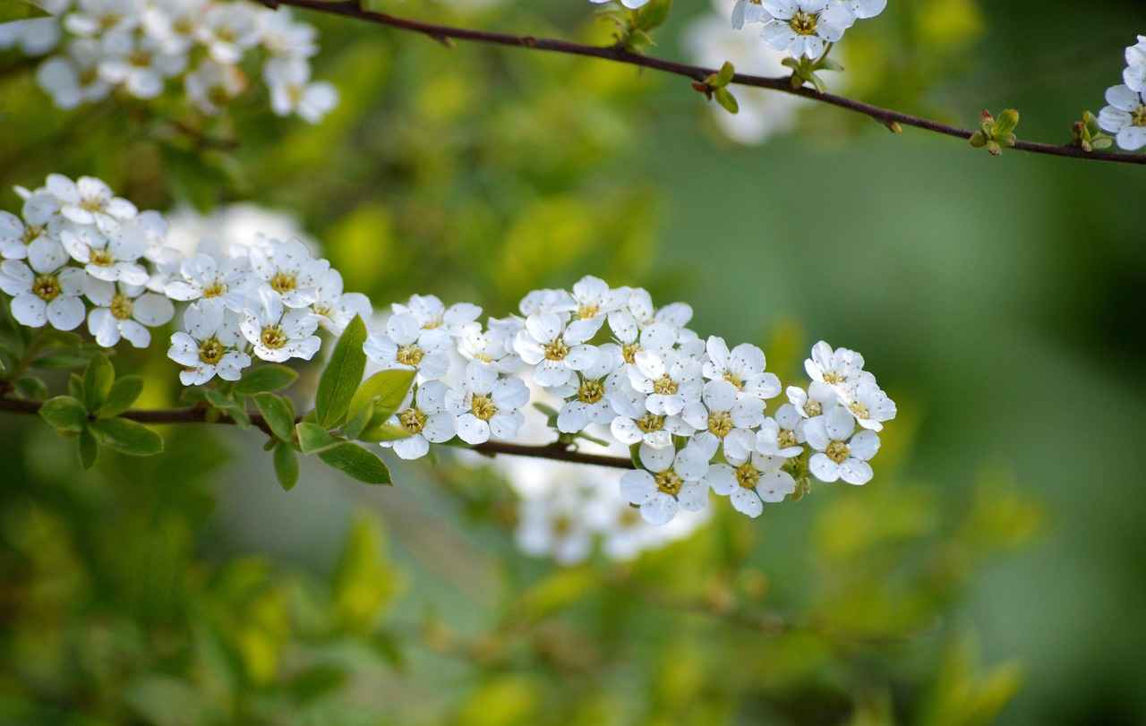 How to Use White Mulberry Leaf Extract