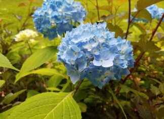 Exploring the Anti-Aging Benefits of Collagen Supplements Exploring the Anti-Aging Benefits of Collagen Supplements