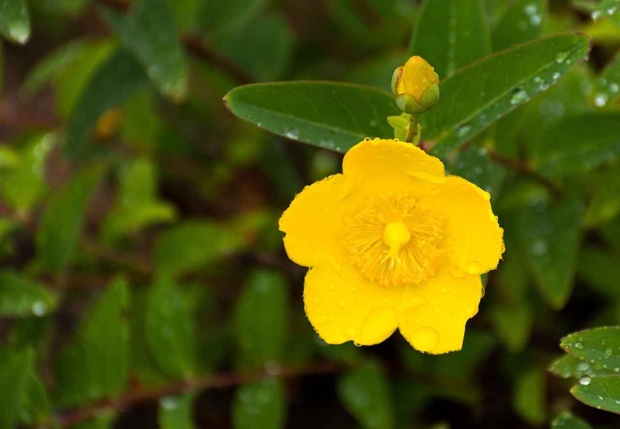 Exploring the Anti-Depressive Effects of St. John's Wort 4 Who Should Consider St. John's Wort?