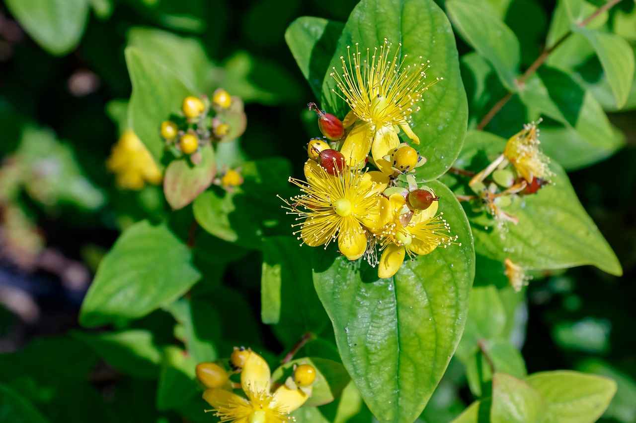 Exploring the Anti-Depressive Effects of St. John's Wort 5 How to Use St. John's Wort Safely