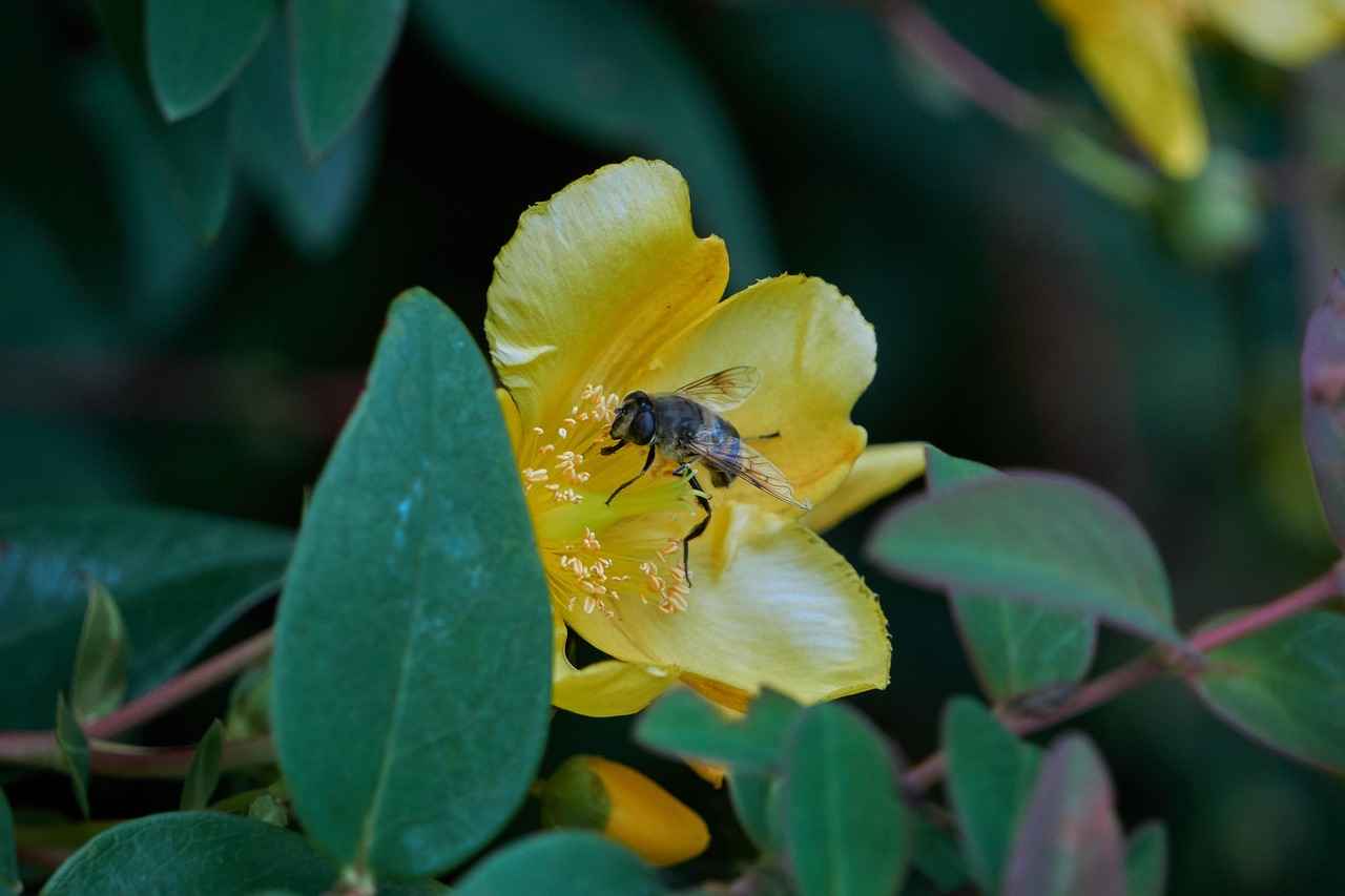 Exploring the Anti-Depressive Effects of St. John's Wort 6 Conclusion: Is St. John's Wort Right for You?