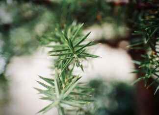 Exploring the Anti-Inflammatory Power of Pine Bark Extract Exploring the Anti-Inflammatory Power of Pine Bark Extract