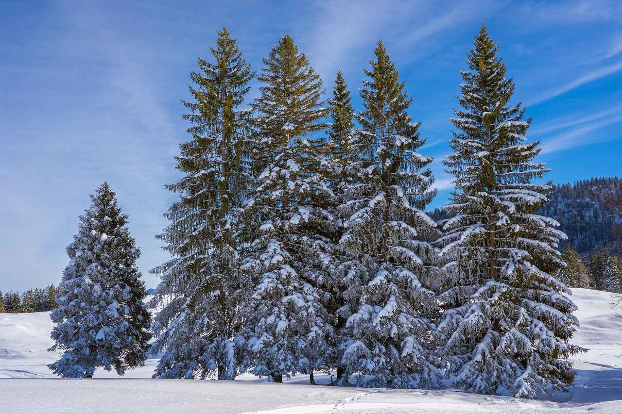 What is Pine Bark Extract?