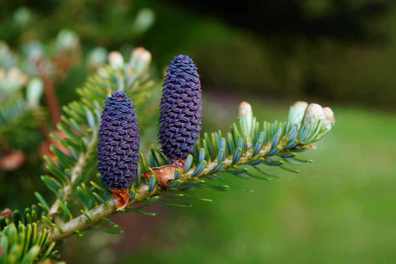 Safety and Side Effects of Pine Bark Extract