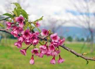 Exploring the Anti-Inflammatory Properties of Safflower Oil Exploring the Anti-Inflammatory Properties of Safflower Oil