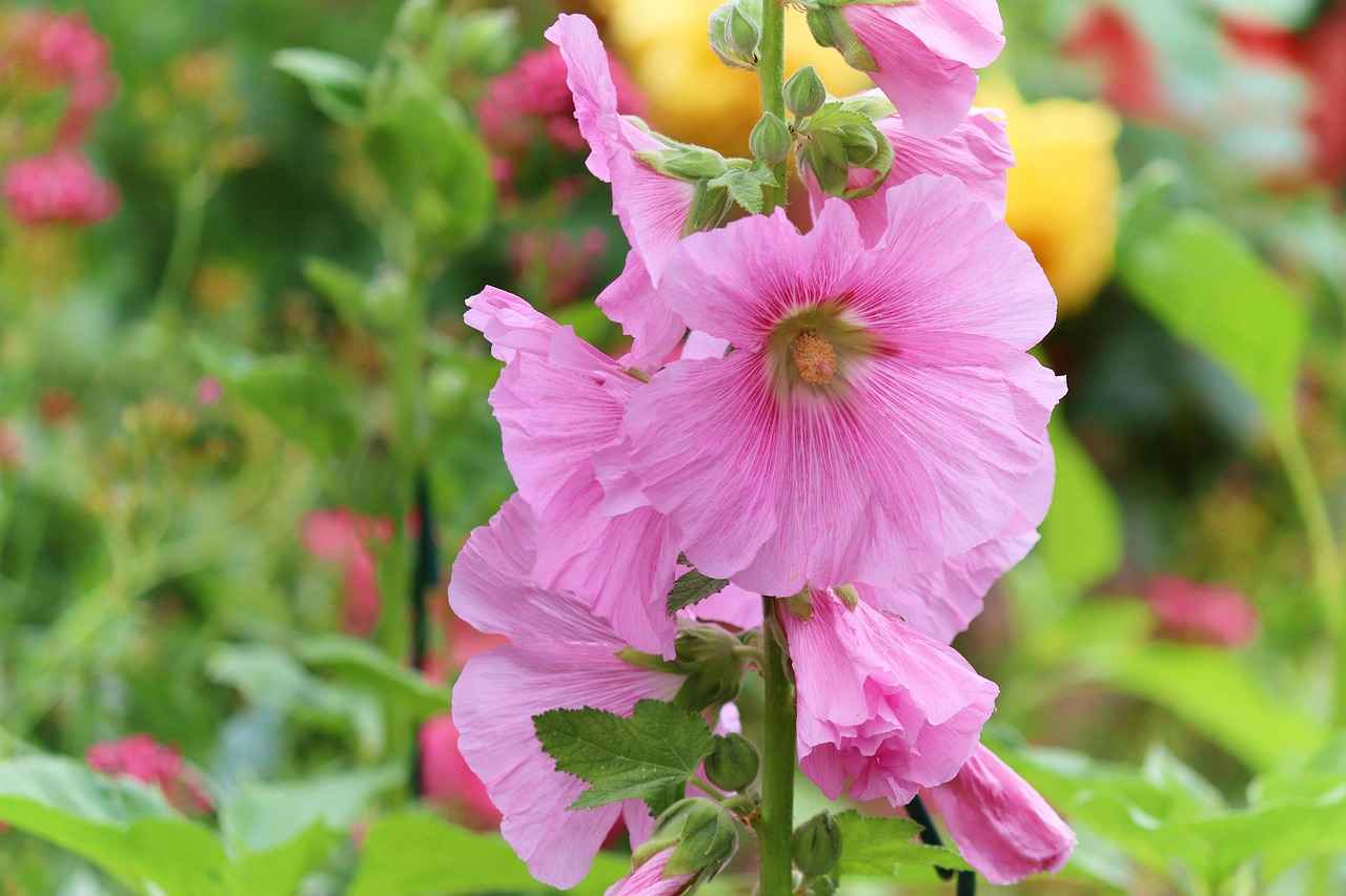 Health Benefits of Antioxidants