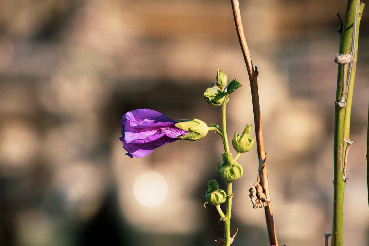 How to Incorporate Rhodiola Rosea into Your Diet