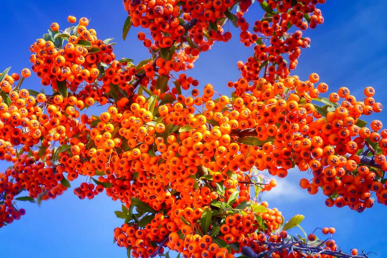 Nutritional Profile of Sea Buckthorn