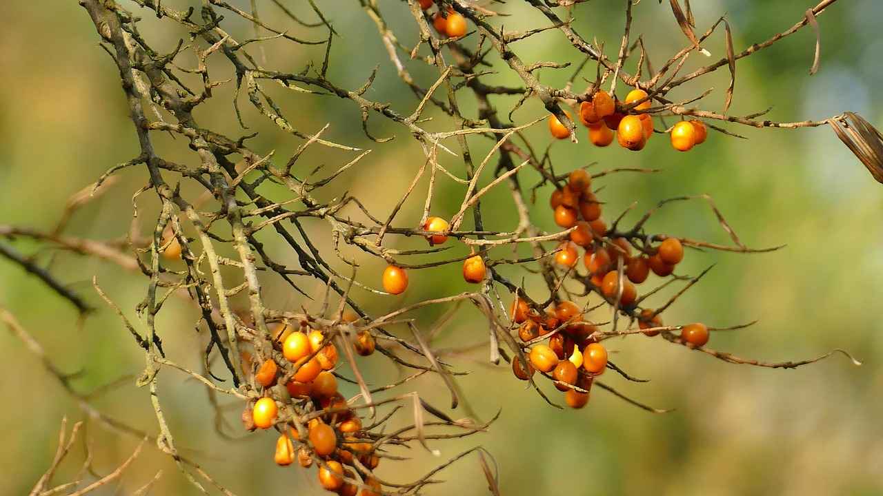 Health Benefits of Sea Buckthorn