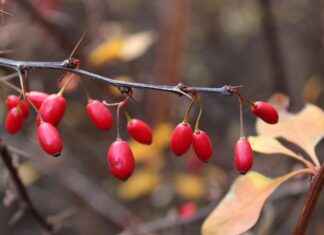 Exploring the Antioxidant Power of Astaxanthin Supplements Exploring the Antioxidant Power of Astaxanthin Supplements