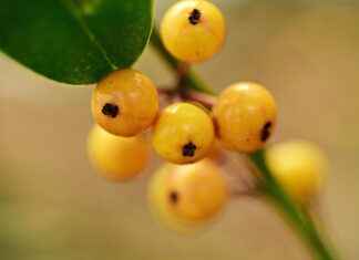Exploring the Antioxidant Properties of Amla Berry Exploring the Antioxidant Properties of Amla Berry