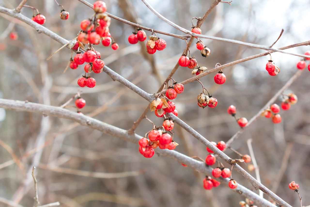 Exploring the Antioxidant Properties of Amla Berry 1 What is Amla Berry?