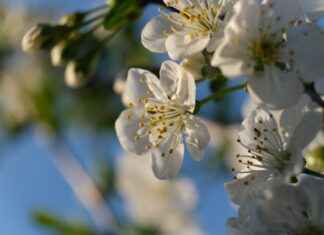 Exploring the Athletic Recovery Benefits of Tart Cherry Supplements Exploring the Athletic Recovery Benefits of Tart Cherry Supplements