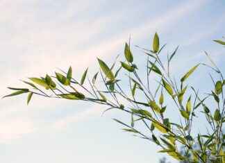 Exploring the Beauty Benefits of Bamboo Extract # Exploring the Beauty Benefits of Bamboo Extract Exploring the Beauty Benefits of Bamboo Extract # Exploring the Beauty Benefits of Bamboo Extract