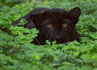 Exploring the Benefits of Black Cohosh for Menopausal Symptom Relief Exploring the Benefits of Black Cohosh for Menopausal Symptom Relief