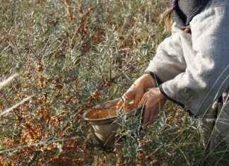 Exploring the Benefits of Sea Buckthorn for Skin Health Exploring the Benefits of Sea Buckthorn for Skin Health