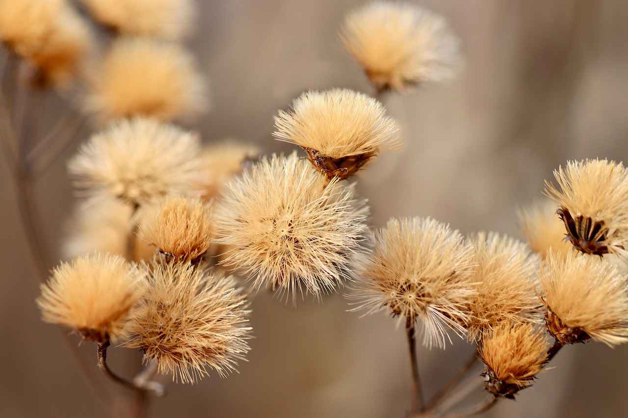 Potential Side Effects and Considerations