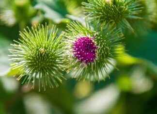 Exploring the Calming Properties of Valerian Root Exploring the Calming Properties of Valerian Root