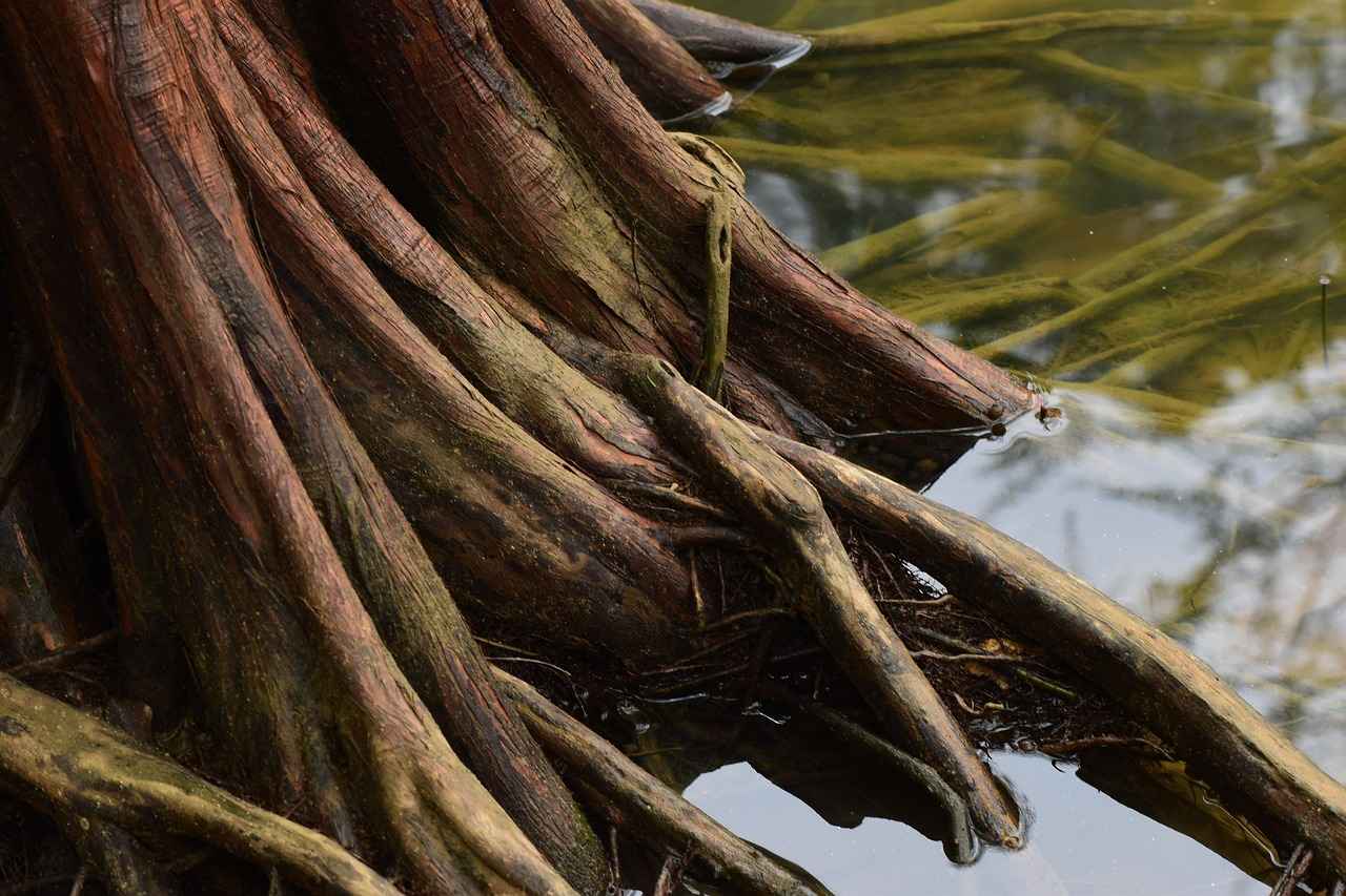 Exploring the Calming Properties of Valerian Root 3 How Does Valerian Root Work?