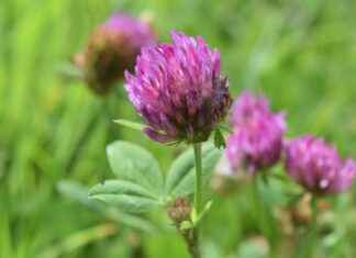 Exploring the Cholesterol-Lowering Benefits of Red Clover Exploring the Cholesterol-Lowering Benefits of Red Clover