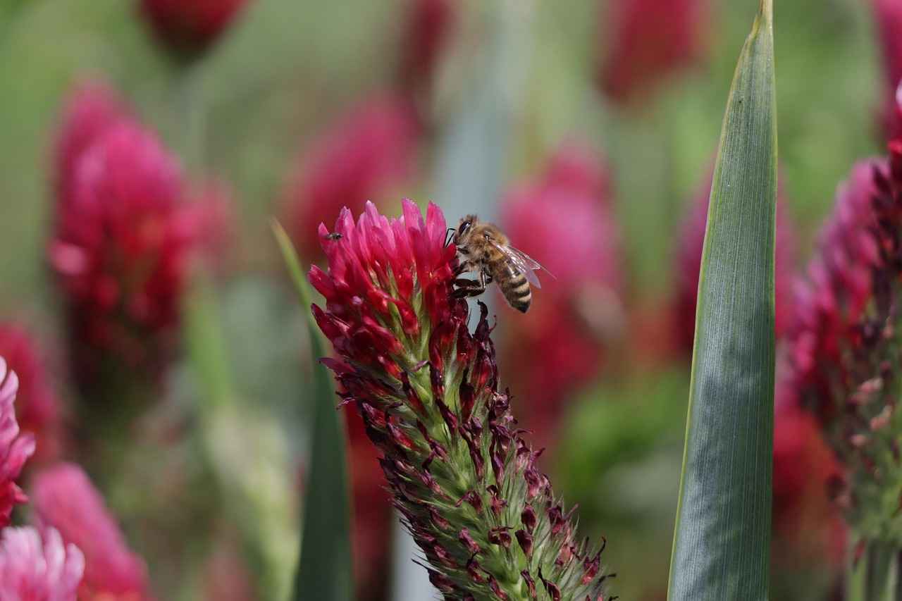 Exploring the Cholesterol-Lowering Benefits of Red Clover 4 Potential Side Effects and Considerations