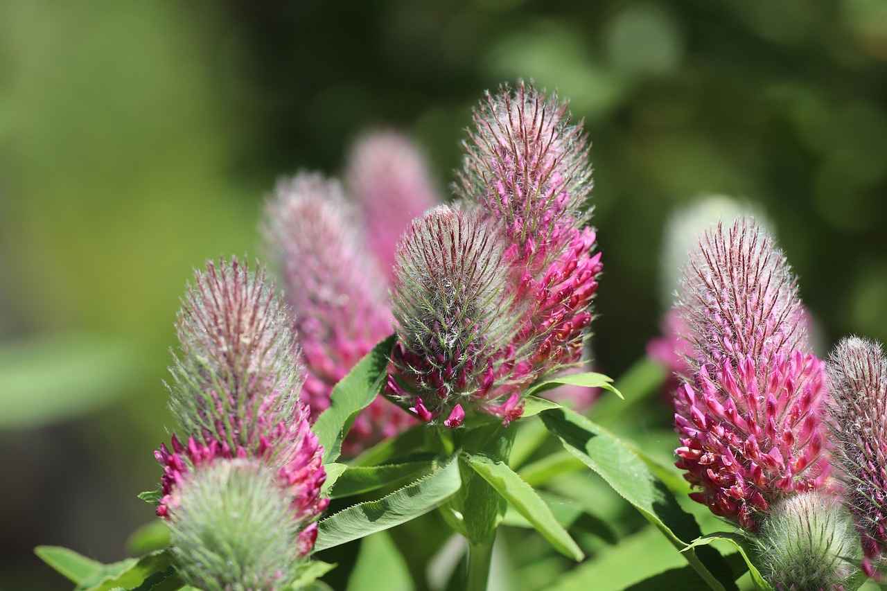 Exploring the Cholesterol-Lowering Benefits of Red Clover 5 Conclusion: The Promise of Red Clover for Heart Health