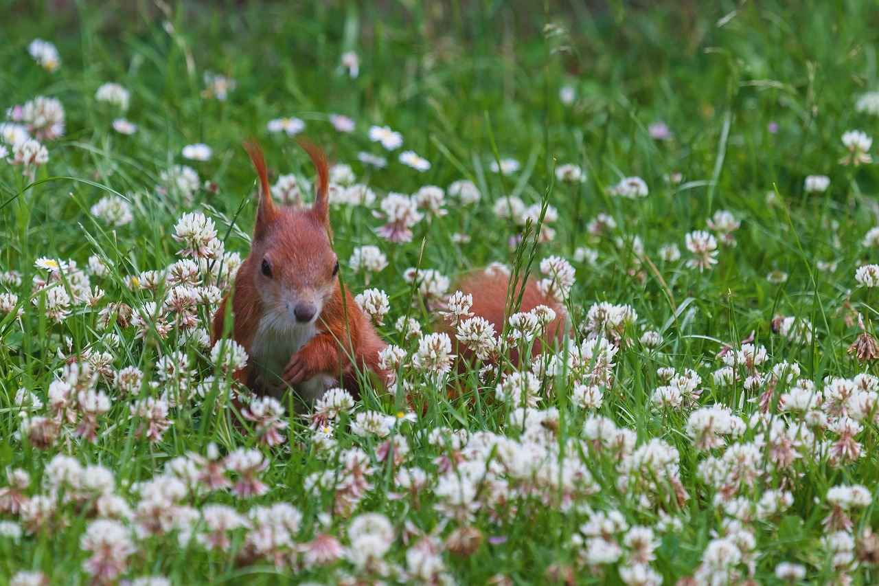 Exploring the Cholesterol-Lowering Benefits of Red Clover 3 How to Incorporate Red Clover into Your Diet