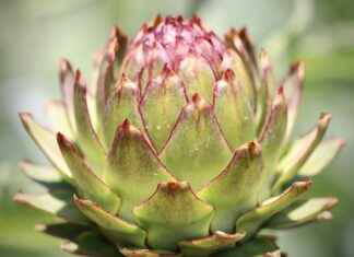 Exploring the Cholesterol-Lowering Properties of Artichoke Extract Exploring the Cholesterol-Lowering Properties of Artichoke Extract