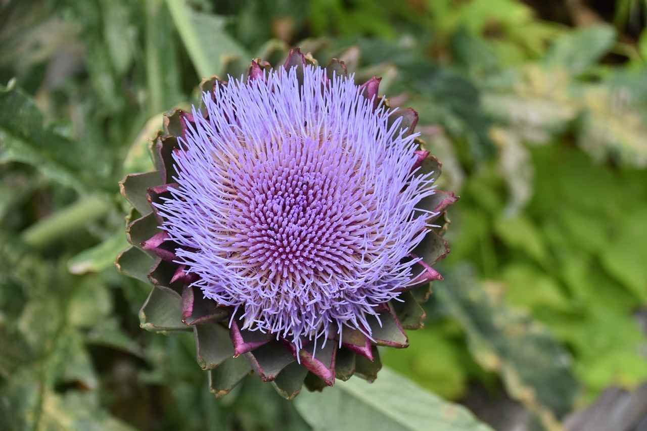 What is Artichoke Extract?