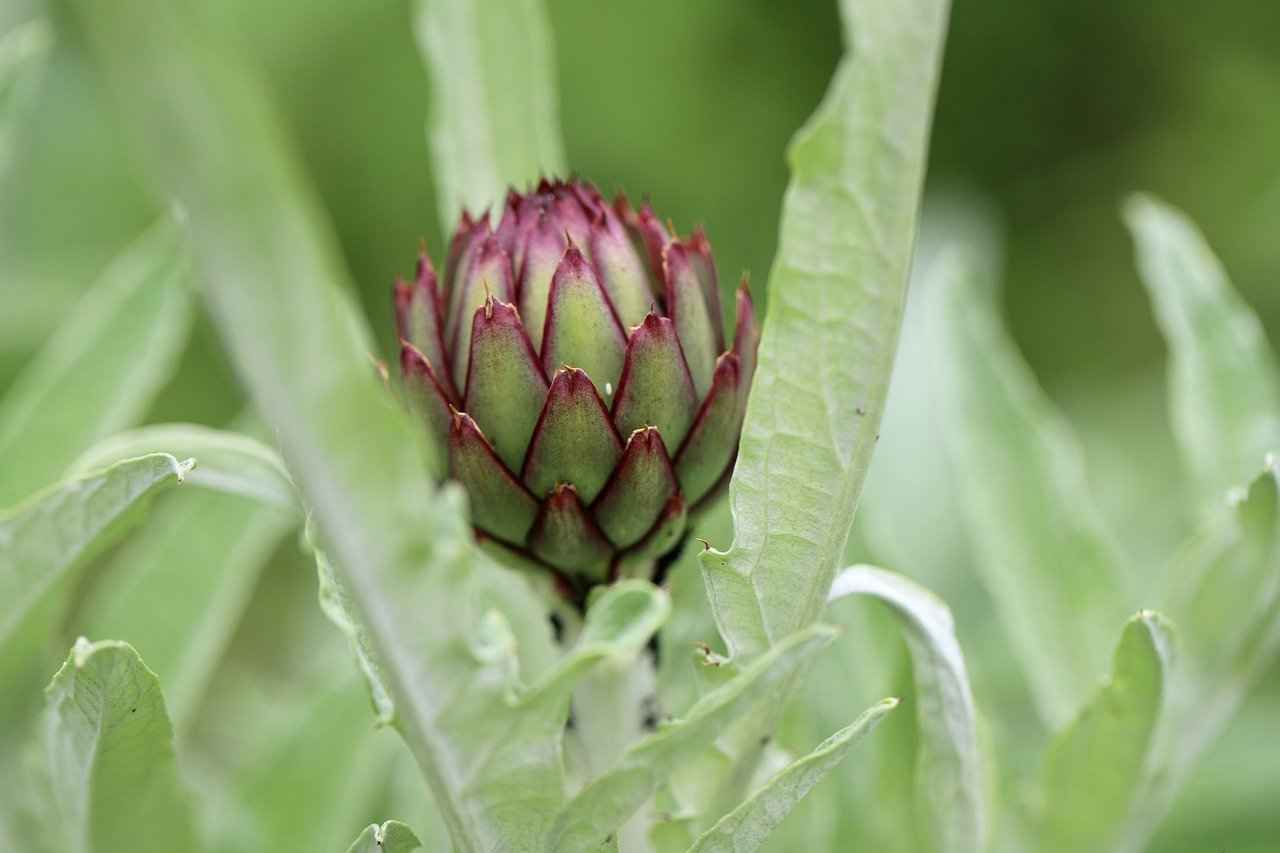 Integrating Artichoke Extract into Your Diet