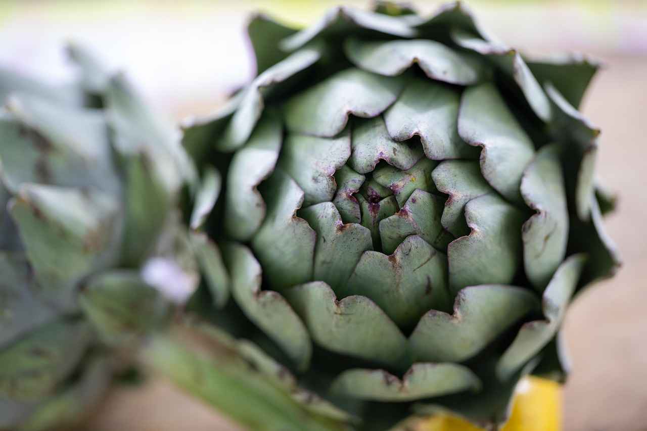 Conclusion: The Promise of Artichoke Extract