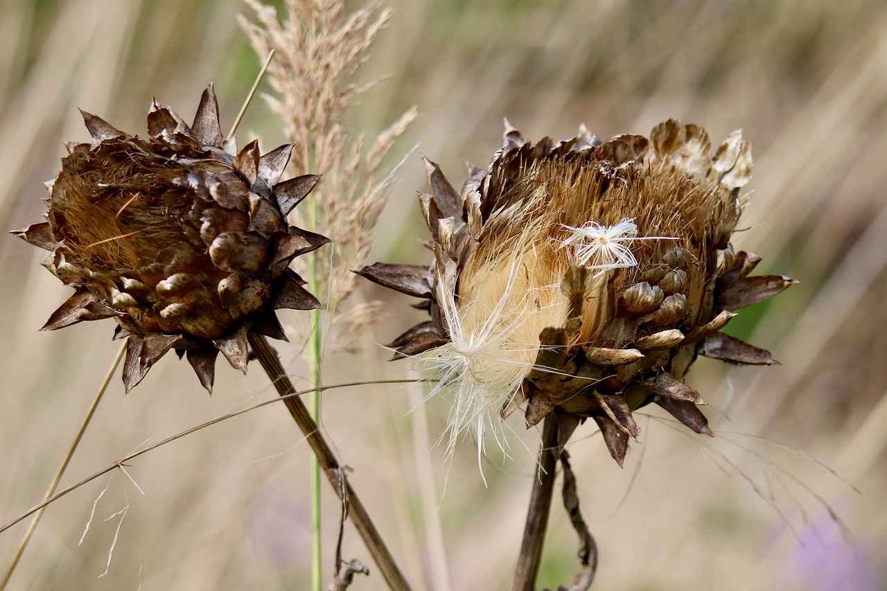 Recommended Dosage of Artichoke Extract