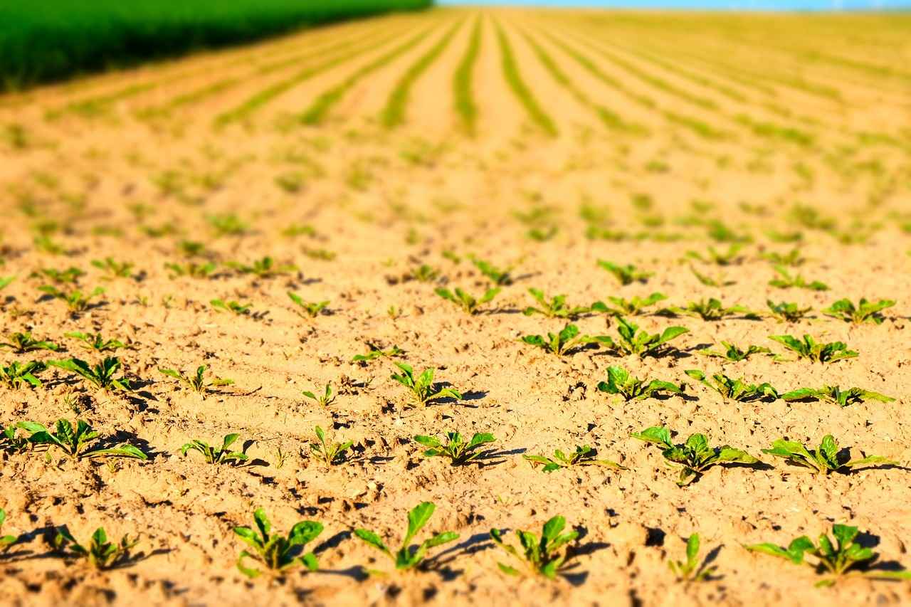 Exploring the Circulation-Enhancing Effects of Beetroot Powder 4 Potential Side Effects of Beetroot Powder