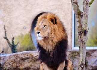 Exploring the Cognitive Health Benefits of Lions Mane Mushroom Exploring the Cognitive Health Benefits of Lions Mane Mushroom