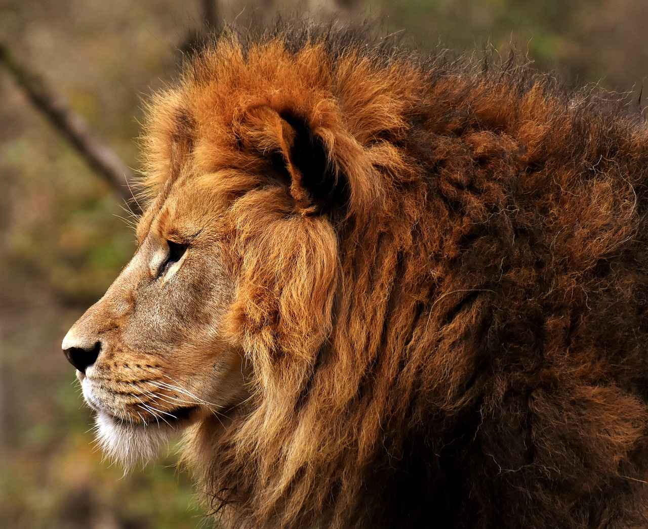 Exploring the Cognitive Health Benefits of Lions Mane Mushroom 2 How Does Lions Mane Promote Brain Health?