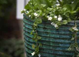 Exploring the Cognitive Support of Bacopa Monnieri Extracts Exploring the Cognitive Support of Bacopa Monnieri Extracts